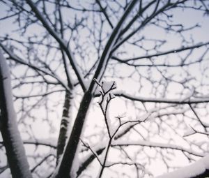 Preview wallpaper branch, snow, winter