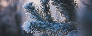 Preview wallpaper branch, snow, winter