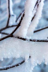 Preview wallpaper branch, snow, winter, white, macro