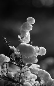 Preview wallpaper branch, snow, winter, black and white