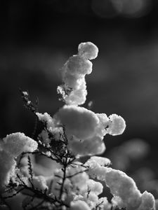 Preview wallpaper branch, snow, winter, black and white
