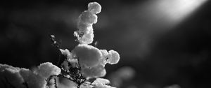 Preview wallpaper branch, snow, winter, black and white