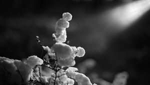 Preview wallpaper branch, snow, winter, black and white