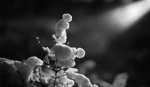 Preview wallpaper branch, snow, winter, black and white