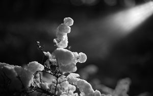 Preview wallpaper branch, snow, winter, black and white