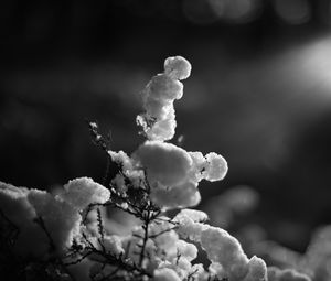 Preview wallpaper branch, snow, winter, black and white