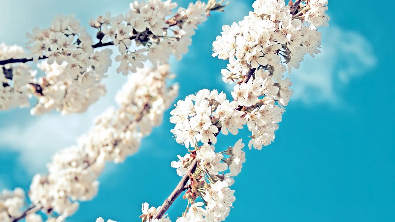 Wallpaper branch, spring, bloom