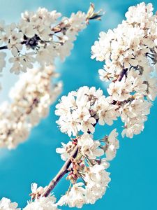 Preview wallpaper branch, spring, bloom