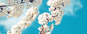 Preview wallpaper branch, spring, bloom