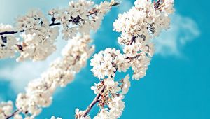 Preview wallpaper branch, spring, bloom