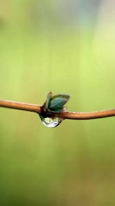 Preview wallpaper branch, spring, drops, dew, background
