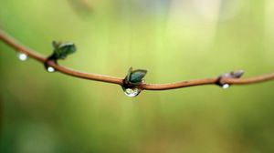 Preview wallpaper branch, spring, drops, dew, background