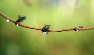 Preview wallpaper branch, spring, drops, dew, background