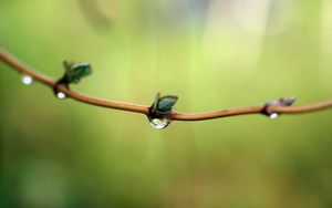 Preview wallpaper branch, spring, drops, dew, background