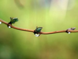 Preview wallpaper branch, spring, drops, dew, background