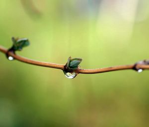 Preview wallpaper branch, spring, drops, dew, background