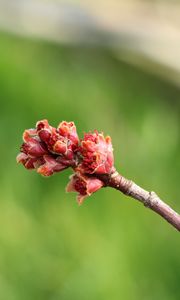 Preview wallpaper branch, spring, tree, kidneys