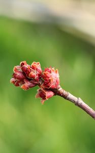 Preview wallpaper branch, spring, tree, kidneys