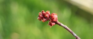 Preview wallpaper branch, spring, tree, kidneys