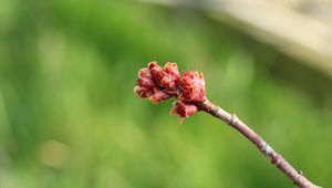 Preview wallpaper branch, spring, tree, kidneys