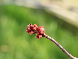 Preview wallpaper branch, spring, tree, kidneys