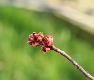 Preview wallpaper branch, spring, tree, kidneys