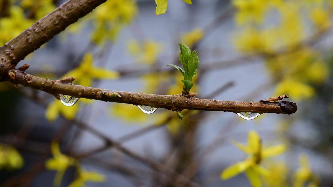 Wallpaper branch, sprout, leaves, drop, spring, macro