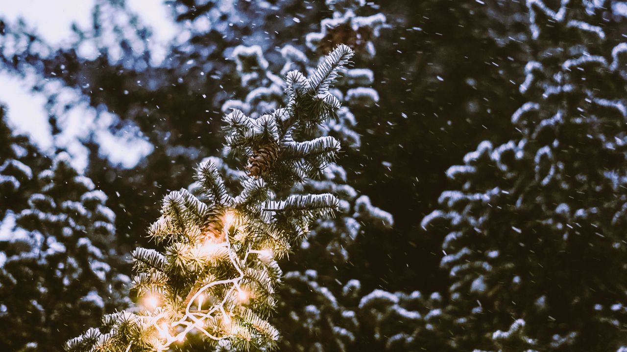 Wallpaper branch, spruce, festoon, snowfall, blurriness
