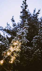 Preview wallpaper branch, spruce, festoon, snowfall, blurriness