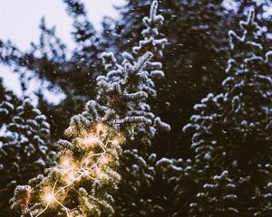 Preview wallpaper branch, spruce, festoon, snowfall, blurriness