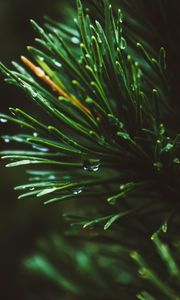Preview wallpaper branch, spruce, macro, drops, needles