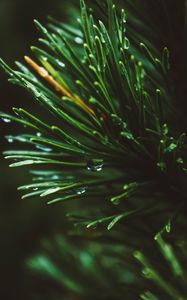 Preview wallpaper branch, spruce, macro, drops, needles