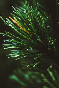 Preview wallpaper branch, spruce, macro, drops, needles