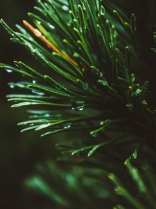 Preview wallpaper branch, spruce, macro, drops, needles
