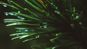 Preview wallpaper branch, spruce, macro, drops, needles
