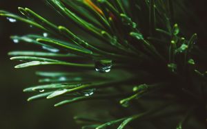 Preview wallpaper branch, spruce, macro, drops, needles