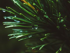 Preview wallpaper branch, spruce, macro, drops, needles