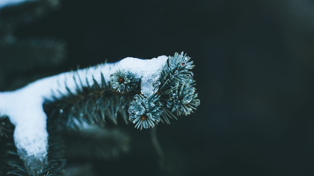 Wallpaper branch, spruce, snow, winter, macro