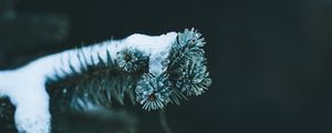 Preview wallpaper branch, spruce, snow, winter, macro