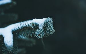 Preview wallpaper branch, spruce, snow, winter, macro