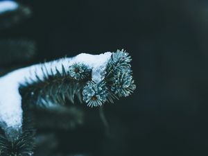 Preview wallpaper branch, spruce, snow, winter, macro