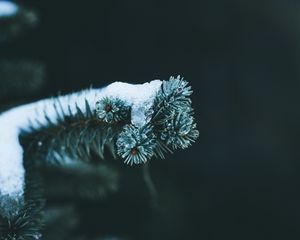 Preview wallpaper branch, spruce, snow, winter, macro