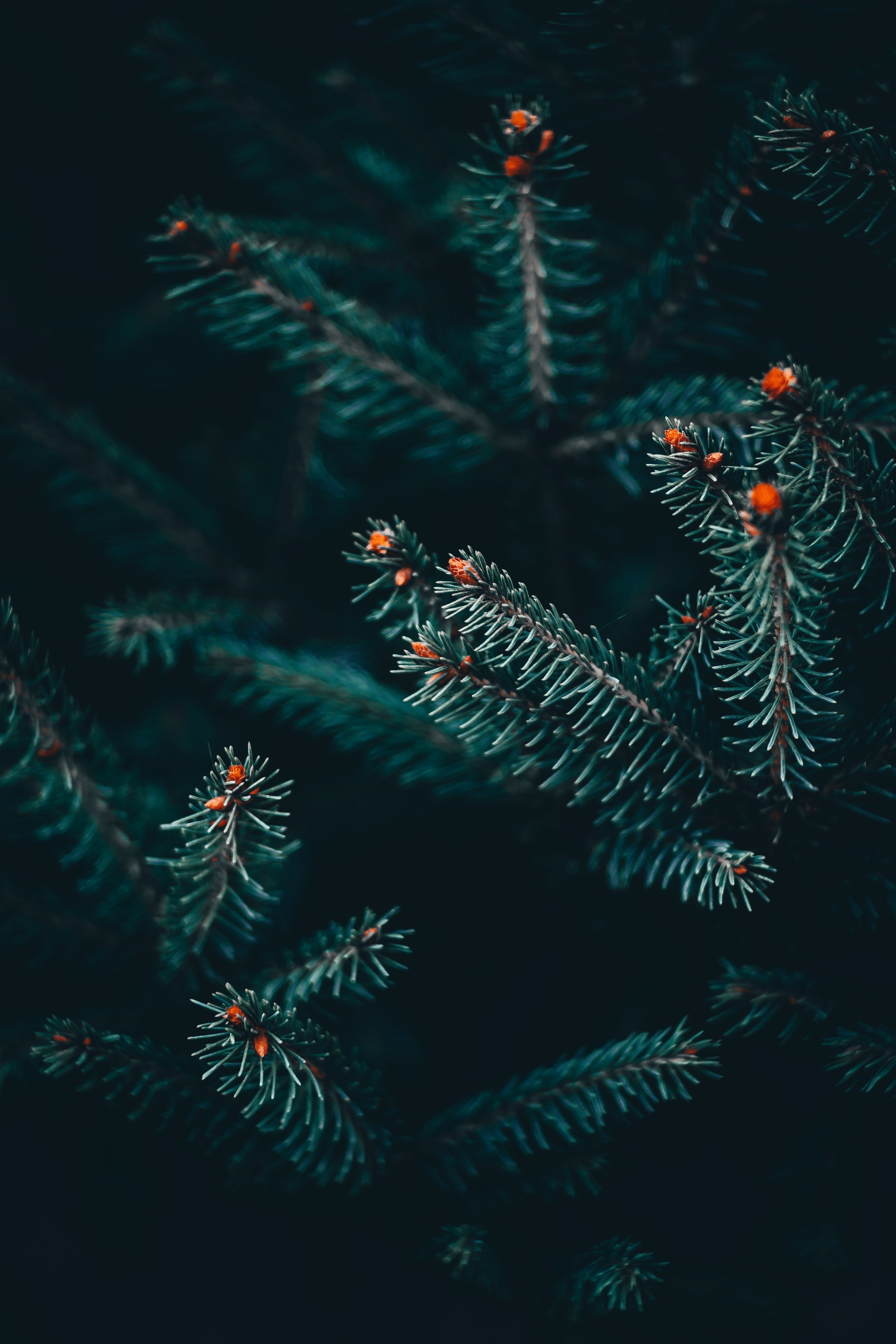 Download wallpaper 3072x4608 branch, spruce, spines, green hd background