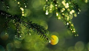 Preview wallpaper branch, spruce, thorn, glare, light