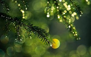 Preview wallpaper branch, spruce, thorn, glare, light