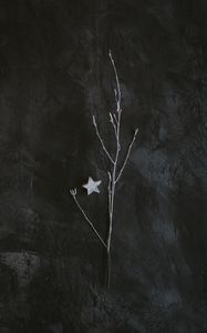 Preview wallpaper branch, star, minimalism, gray