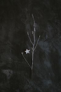 Preview wallpaper branch, star, minimalism, gray