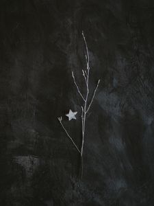 Preview wallpaper branch, star, minimalism, gray