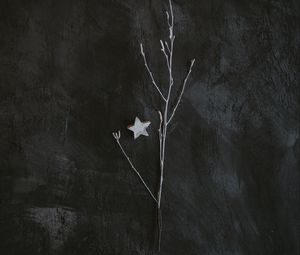 Preview wallpaper branch, star, minimalism, gray