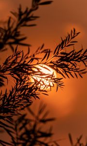 Preview wallpaper branch, sun, sunset, macro, dusk